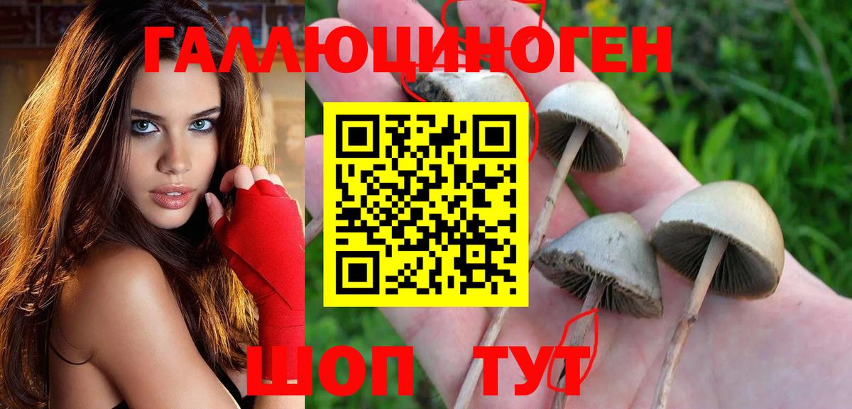 Тайшет  Псилоцибиновые грибы Magic Shrooms  Вход с VPN 